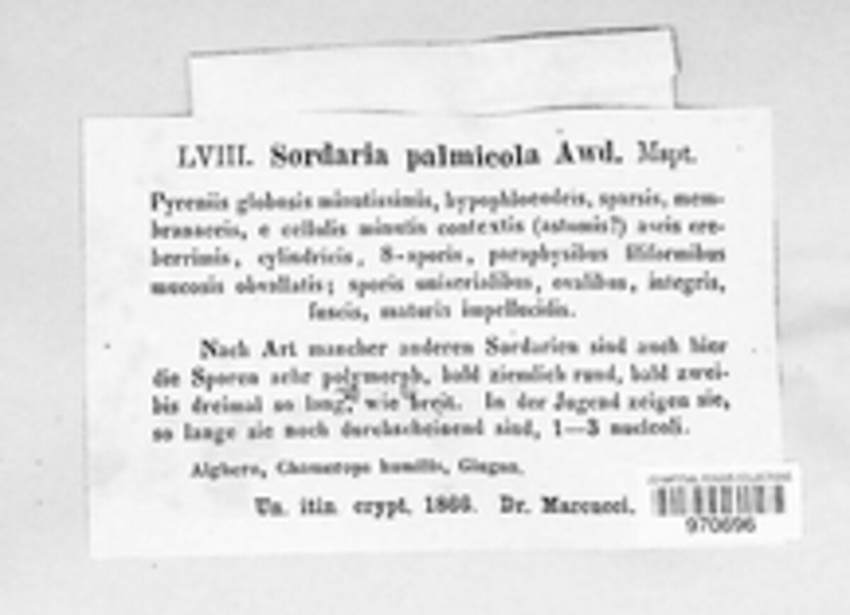Phaeochora steinheilii image